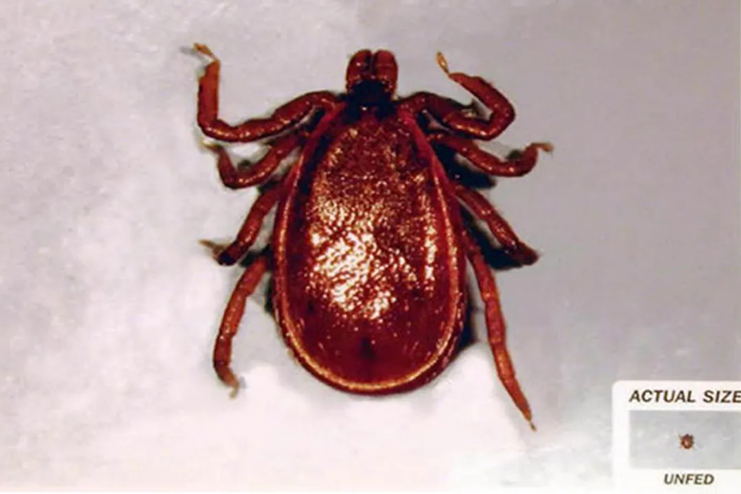 Wood Tick Evolution, Deep Roots