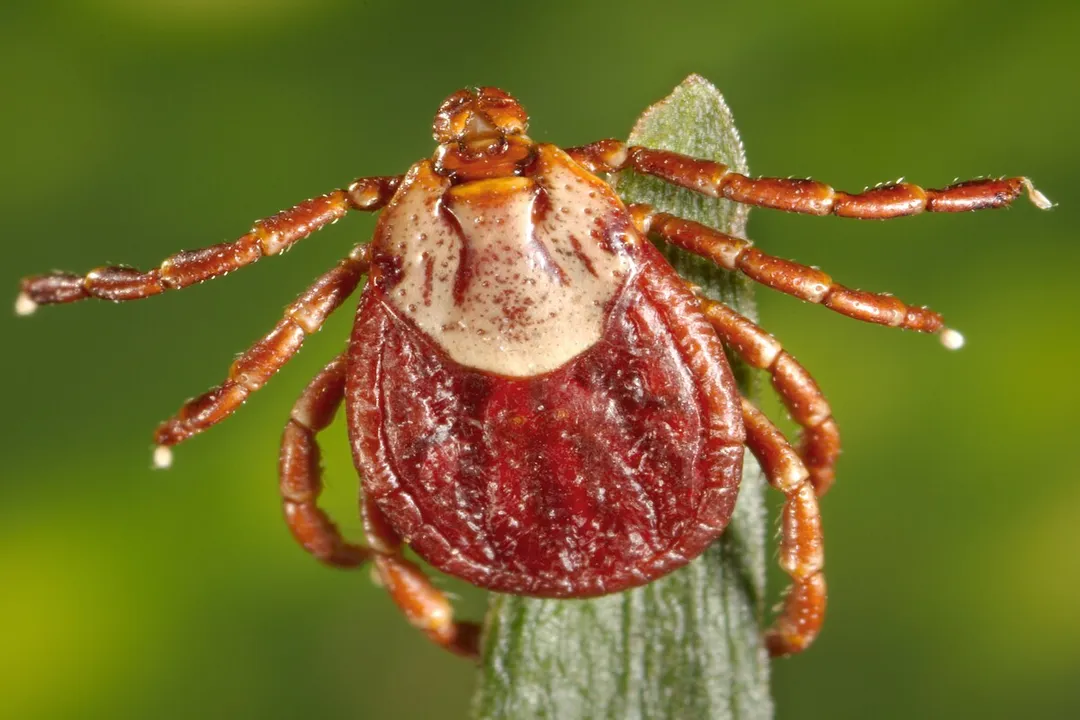 Wood Tick Physical Characteristics, Color and Pattern