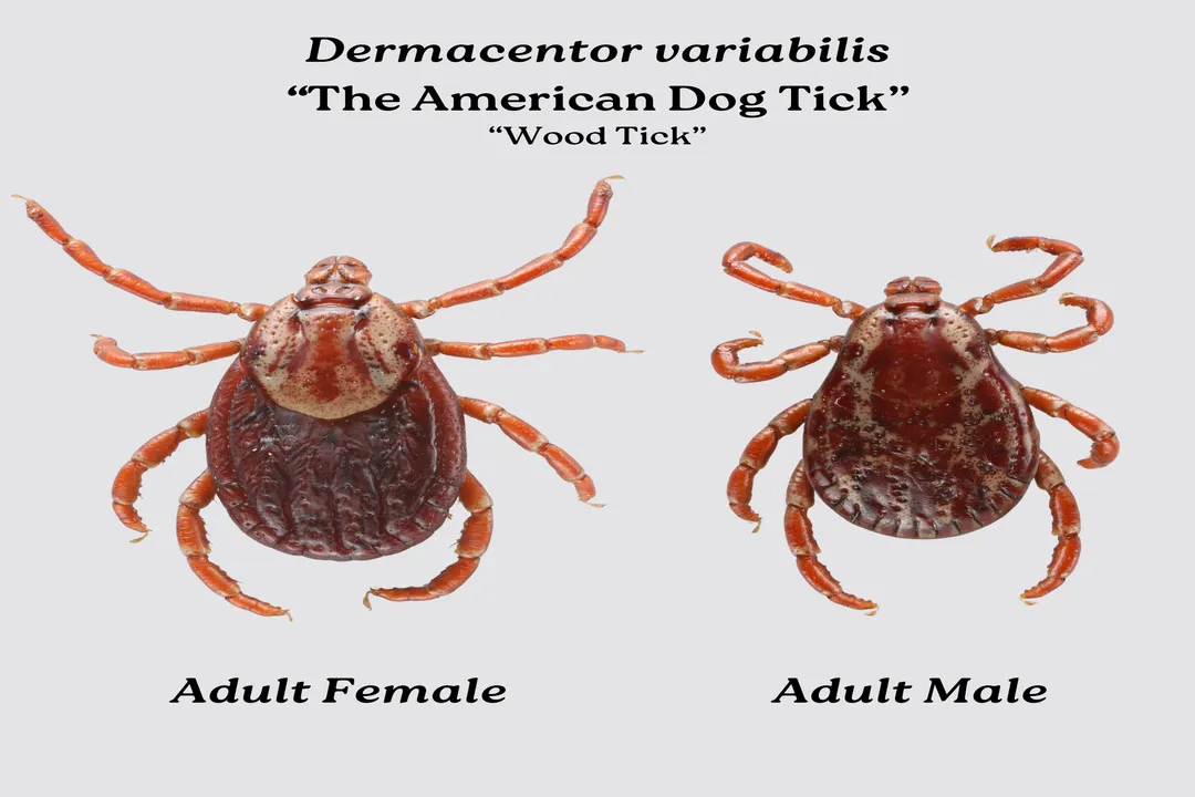 Wood Tick Scientific Classification