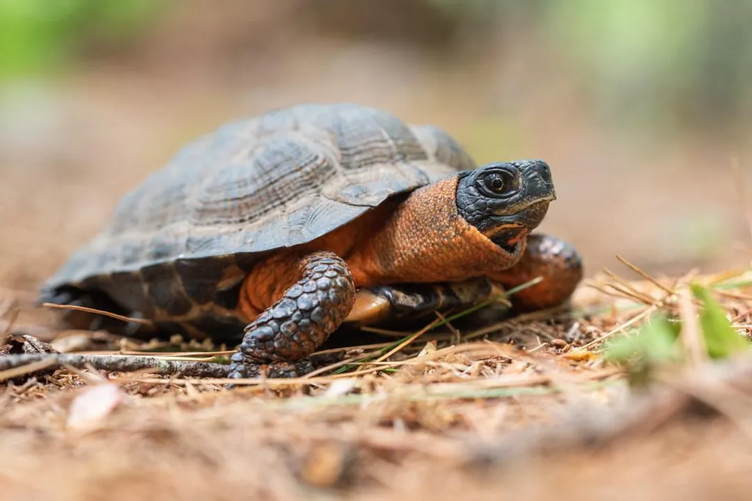 Wood Turtle Diet