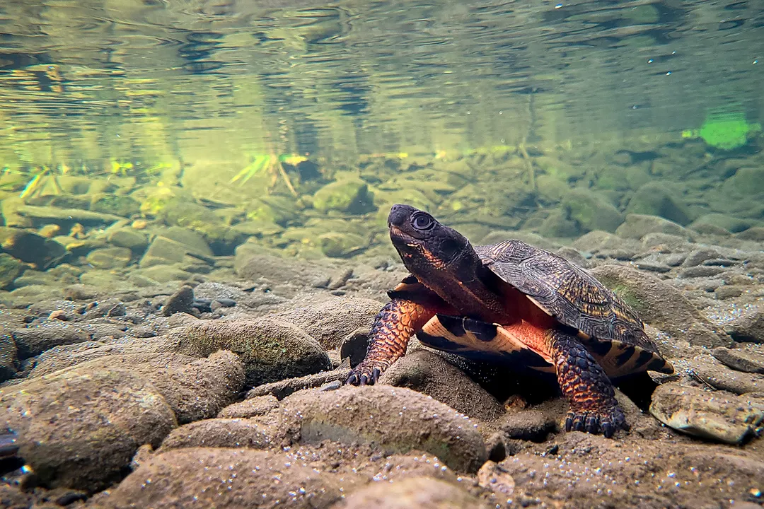 Wood Turtle Evolution, Phylogenetic History