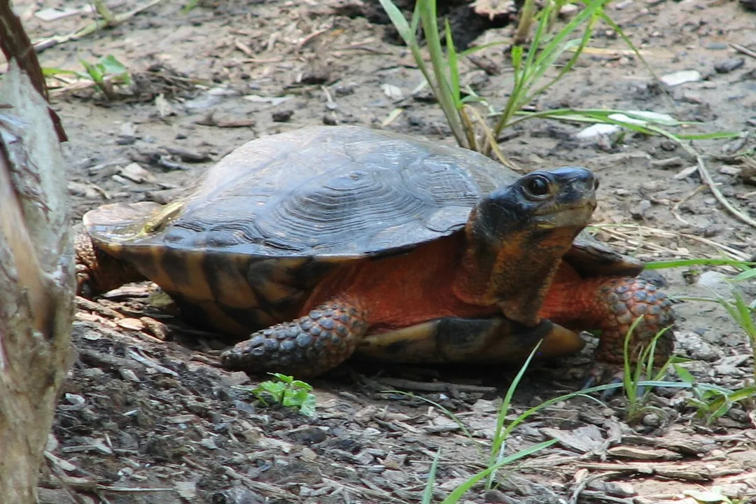 Wood Turtle Evolution