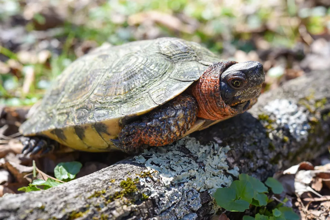Wood Turtle Facts