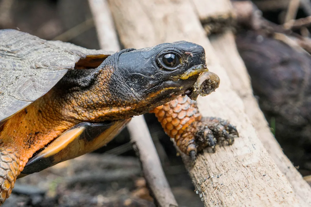 Wood Turtle Locations, Geographical Spread