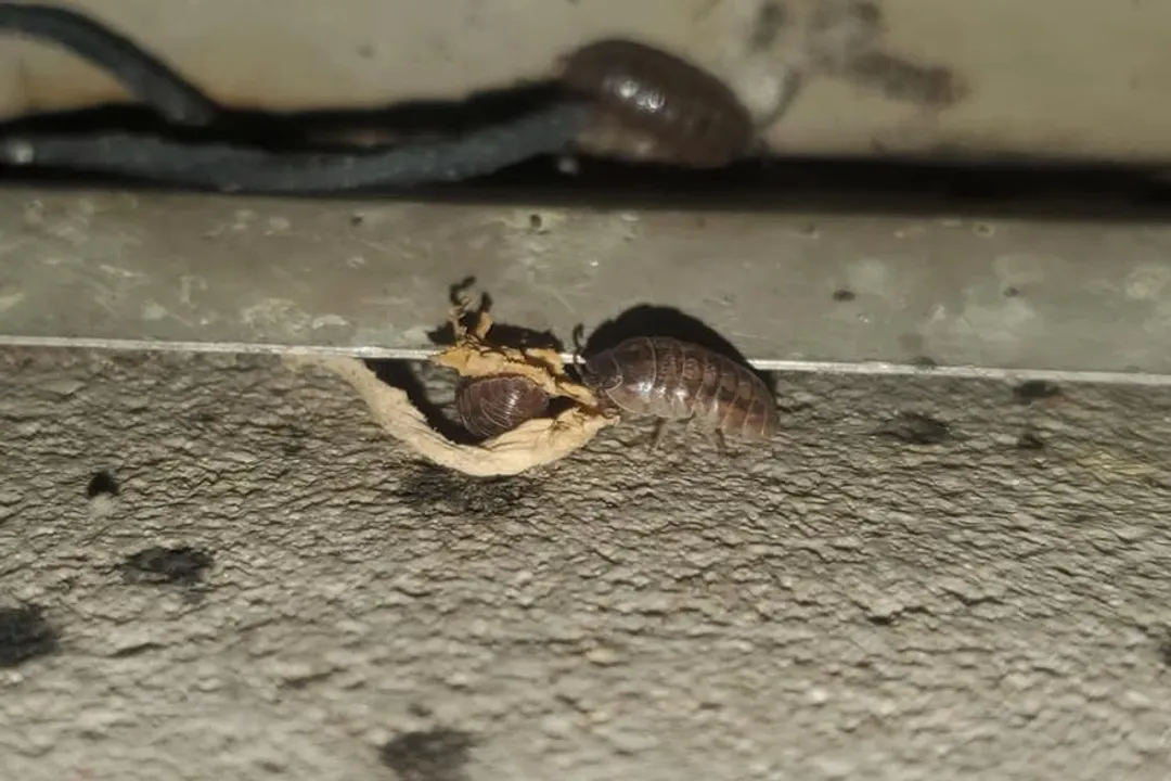 Woodlouse Diet, Decaying Matter