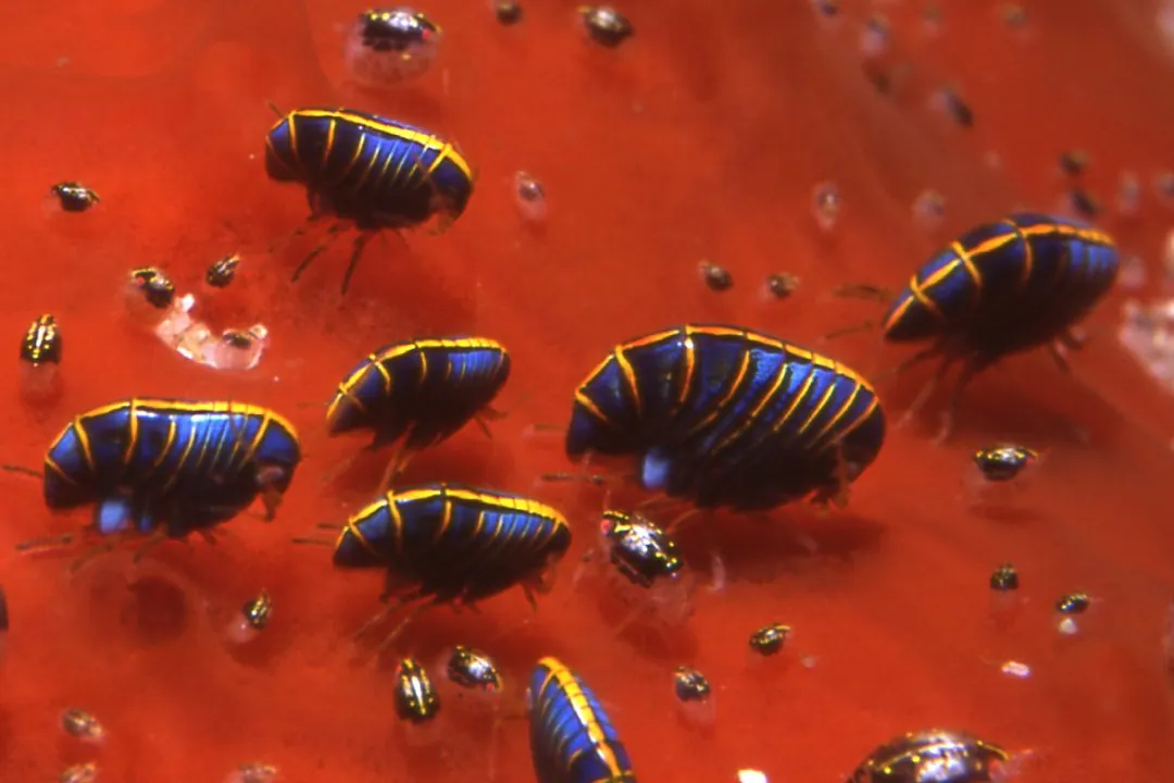 Woodlouse Evolution, Marine Origins