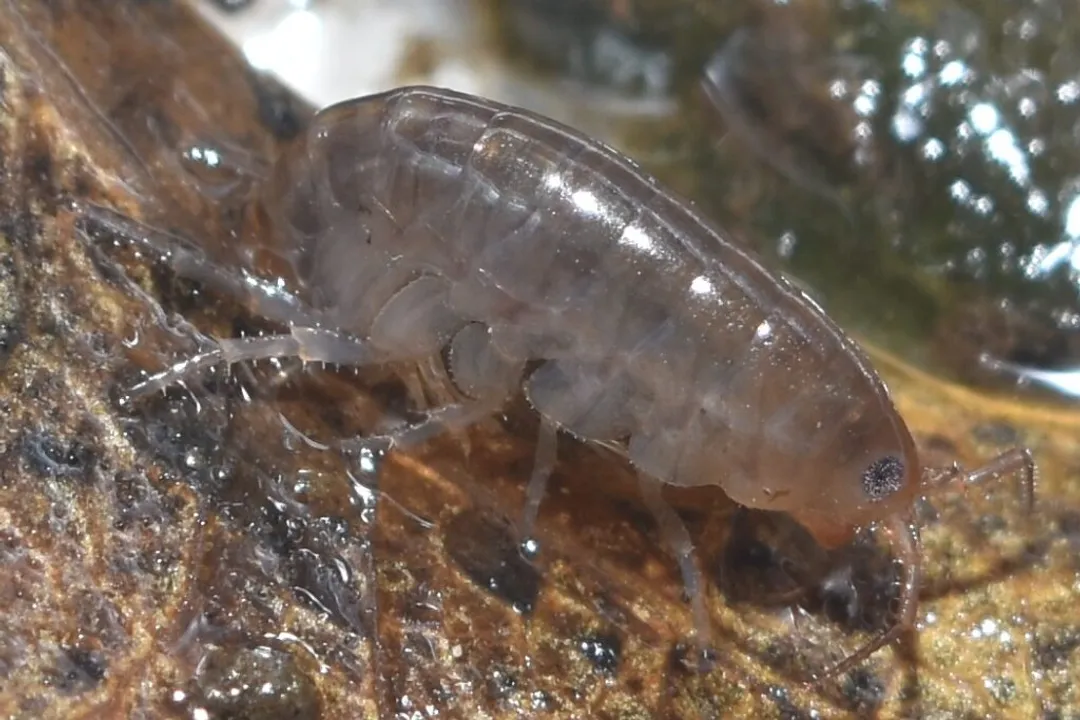Woodlouse Evolution, Breathing Change