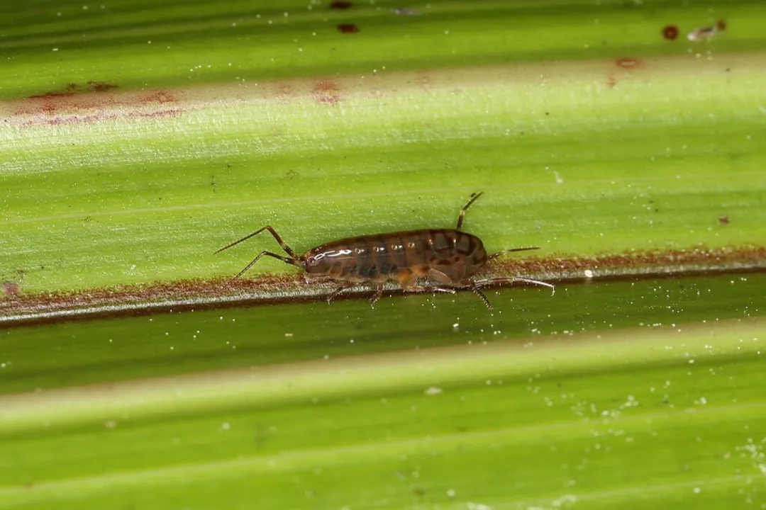 Woodlouse Evolution, Land Adaptation