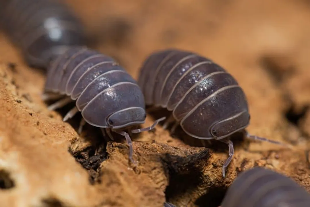 Woodlouse Facts, Ancient Lineage