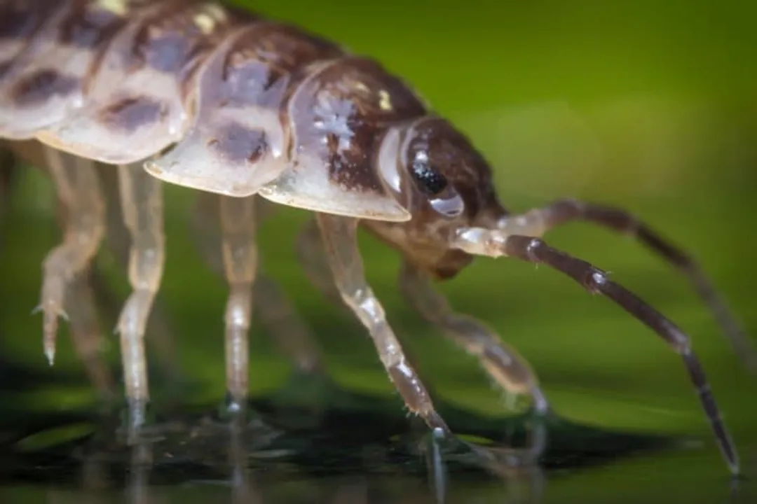 Woodlouse Facts, Naming Confusion