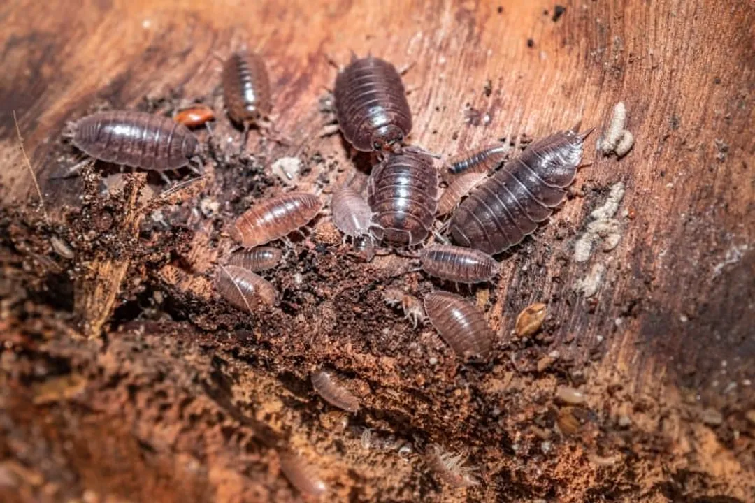 Woodlouse Facts