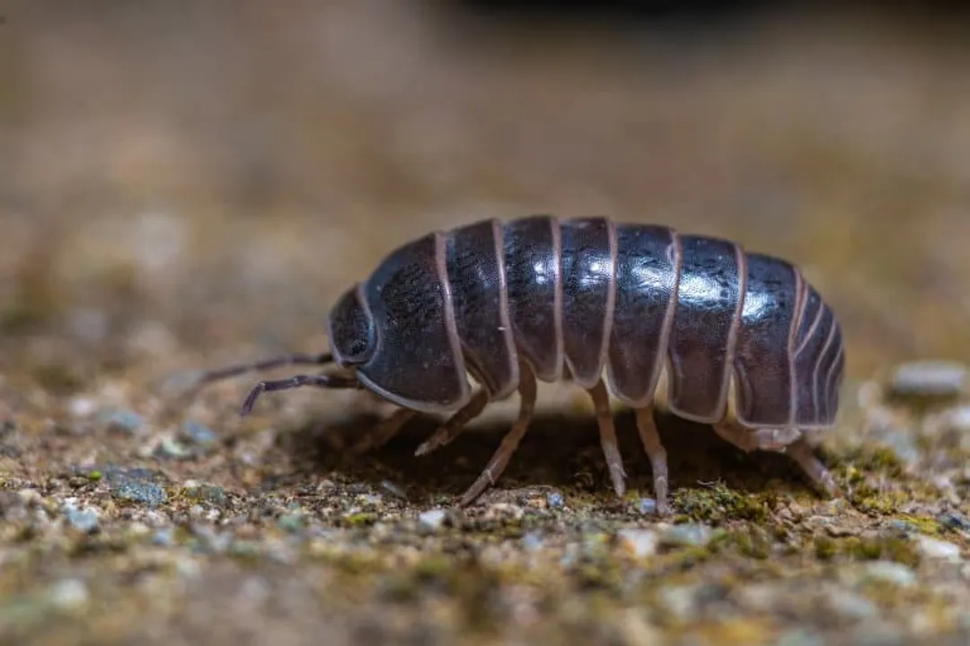Woodlouse Facts, Reproduction and Parental Care