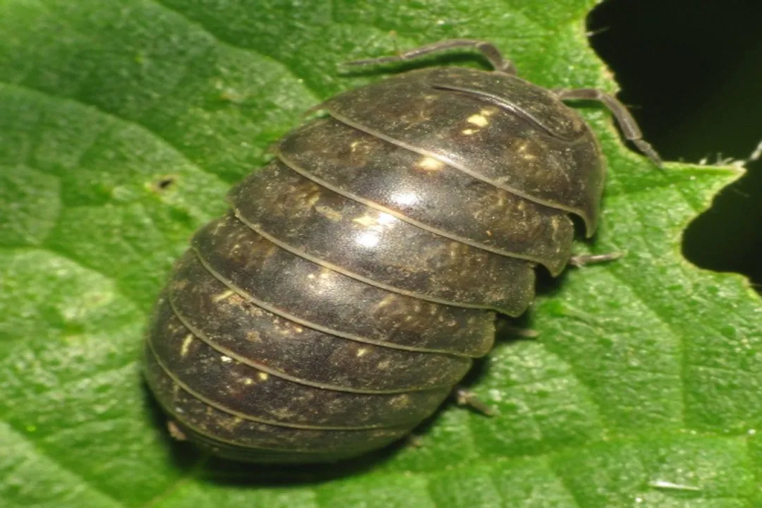 Woodlouse Locations, Crustacean Habitats