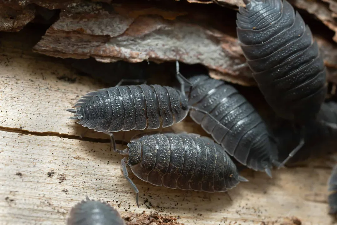 Woodlouse Physical Characteristics