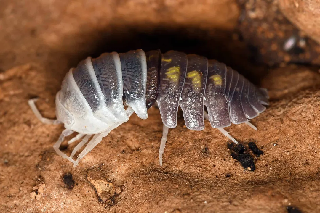 Woodlouse Physical Characteristics, General Form