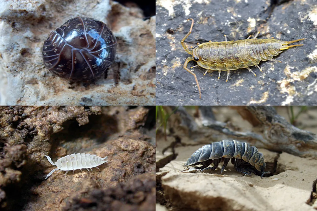 Woodlouse Scientific Classification, Class Malacostraca