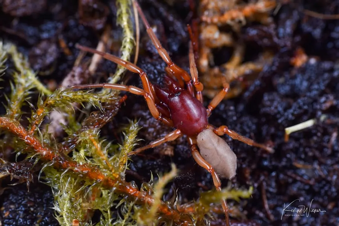 Woodlouse Spider Diet, Habitat and Feeding Connection