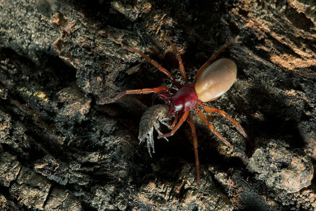 Woodlouse Spider Diet, Hunting Other Food