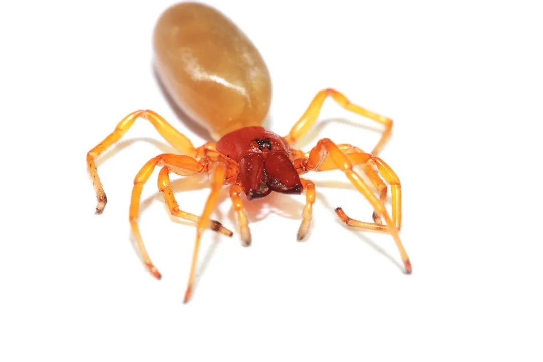 Woodlouse Spider Facts, Hunter Identity