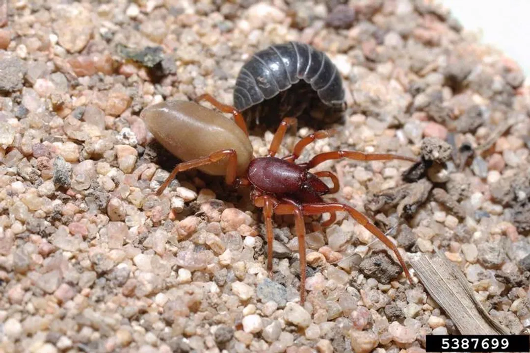 Woodlouse Spider Locations, Structural Hideaways