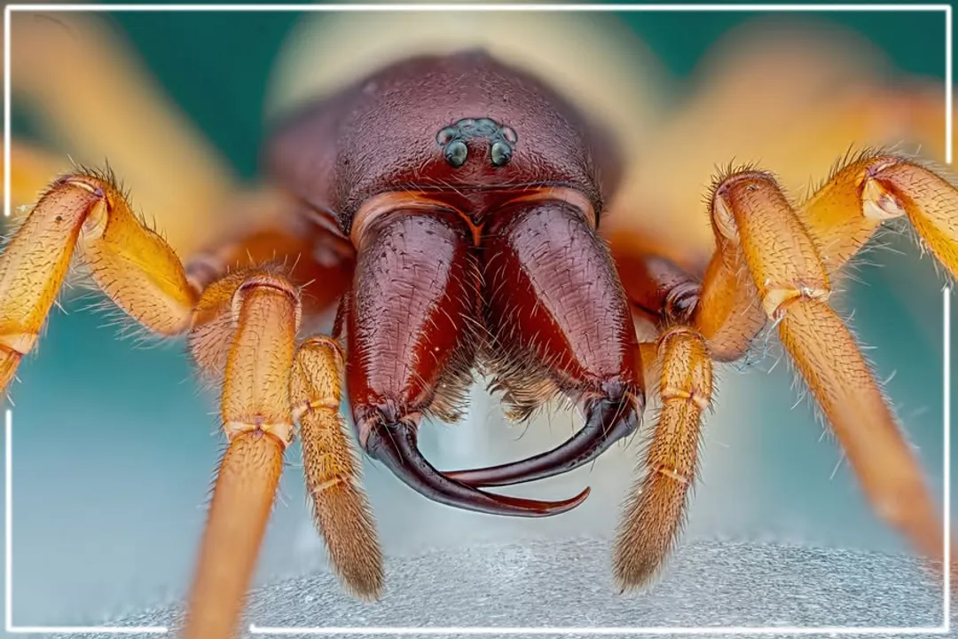 Woodlouse Spider Physical Characteristics, Eye Arrangement