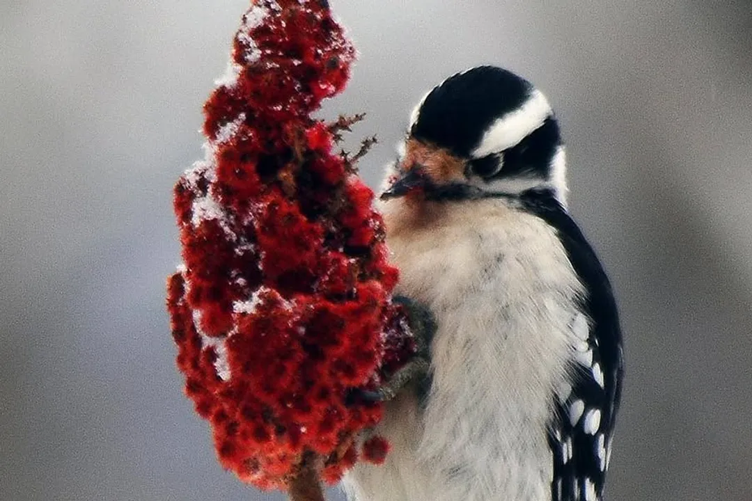 Woodpecker Diet, Plant Matter