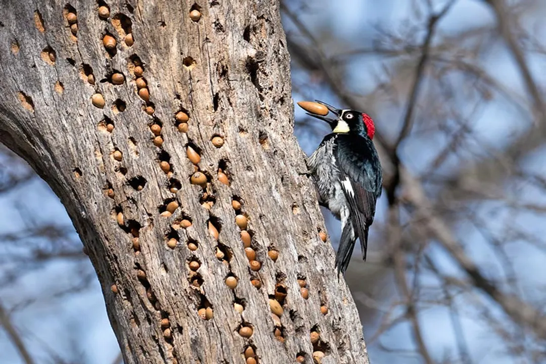 Woodpecker Diet, Species Diets