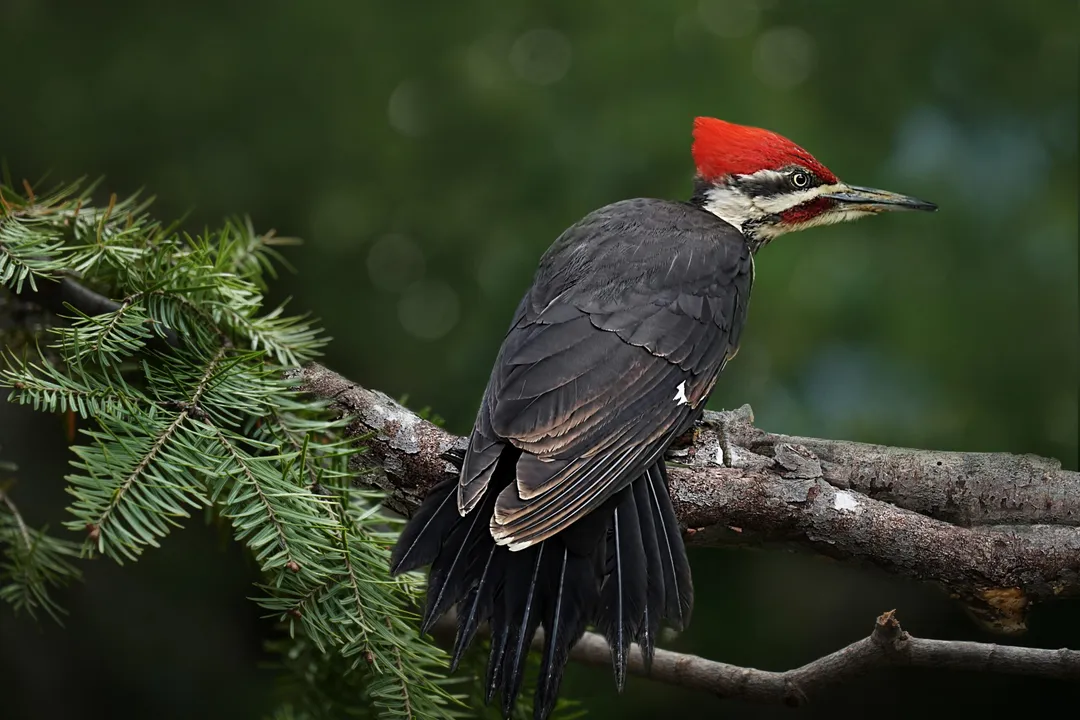 Woodpecker Evolution, Convergent Forms