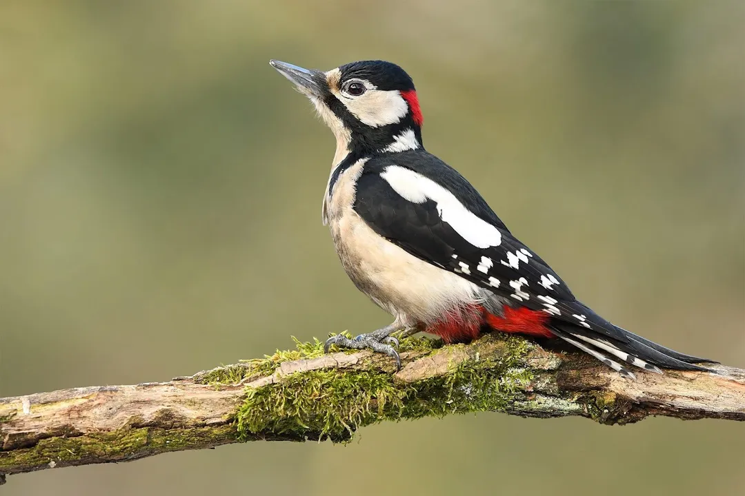Woodpecker Evolution, Specialized Tools