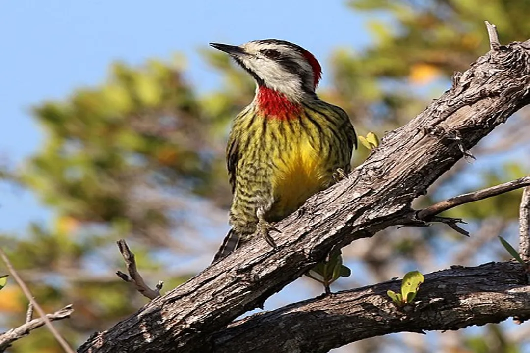Woodpecker Locations, North American Species