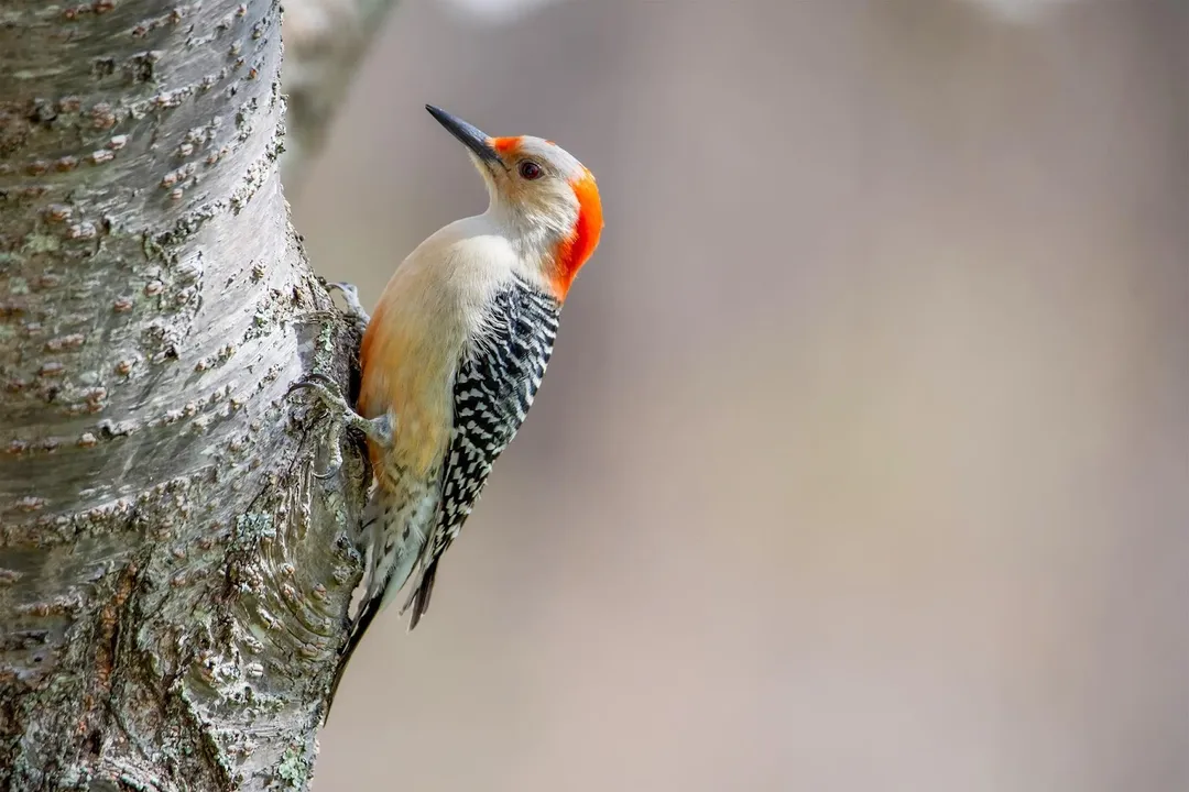 What foot structure defines woodpeckers for vertical clinging?