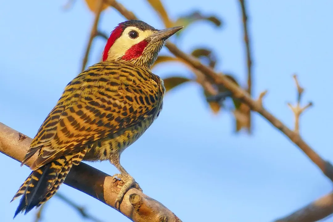 Woodpecker Scientific Classification, Family Rank