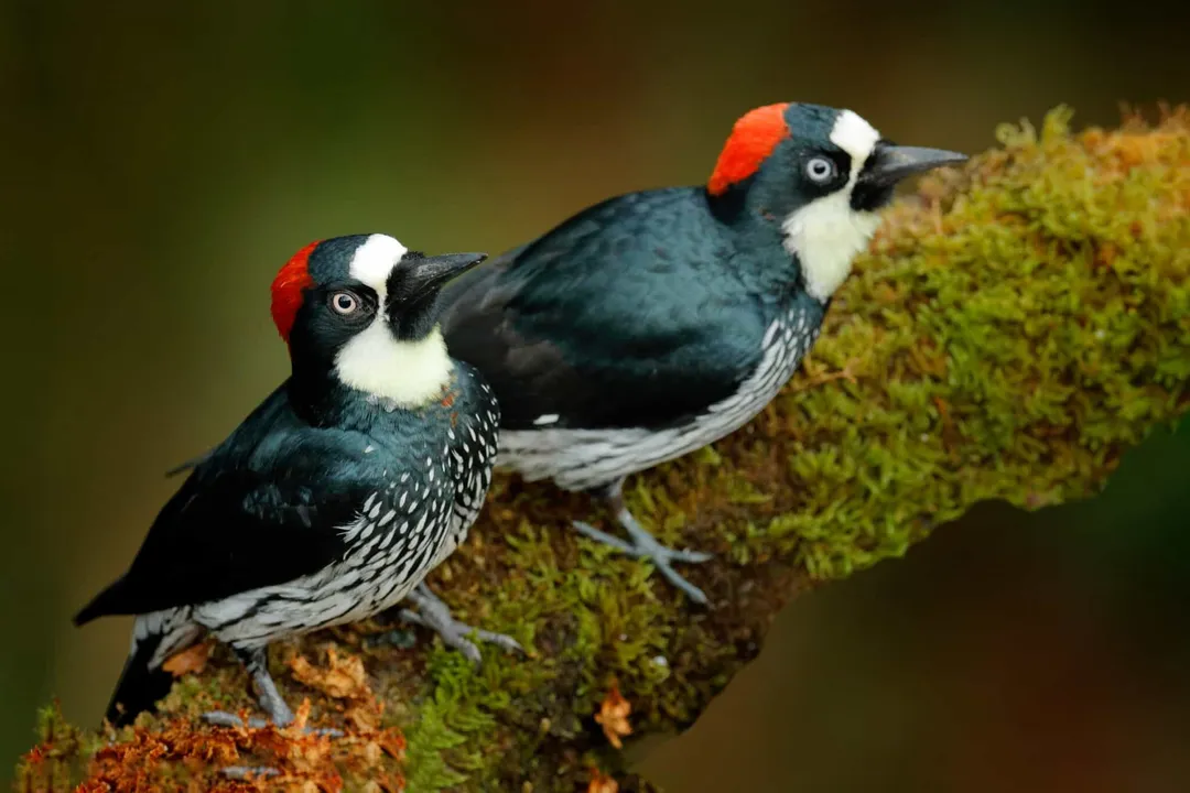 Woodpecker Scientific Classification