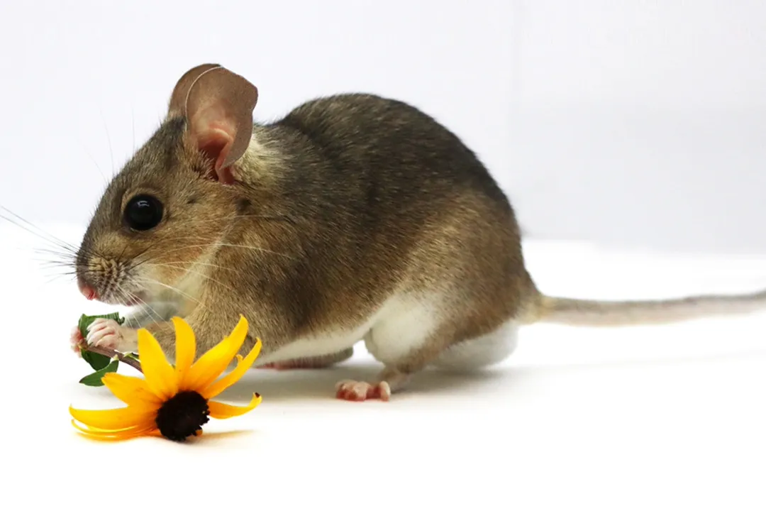 Woodrat Diet, Foraging Habits