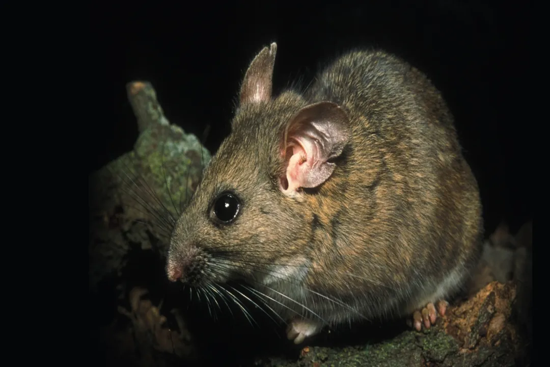 Woodrat Diet, Diet Diversity