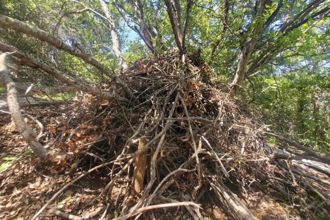 Woodrat Facts, Nest Building