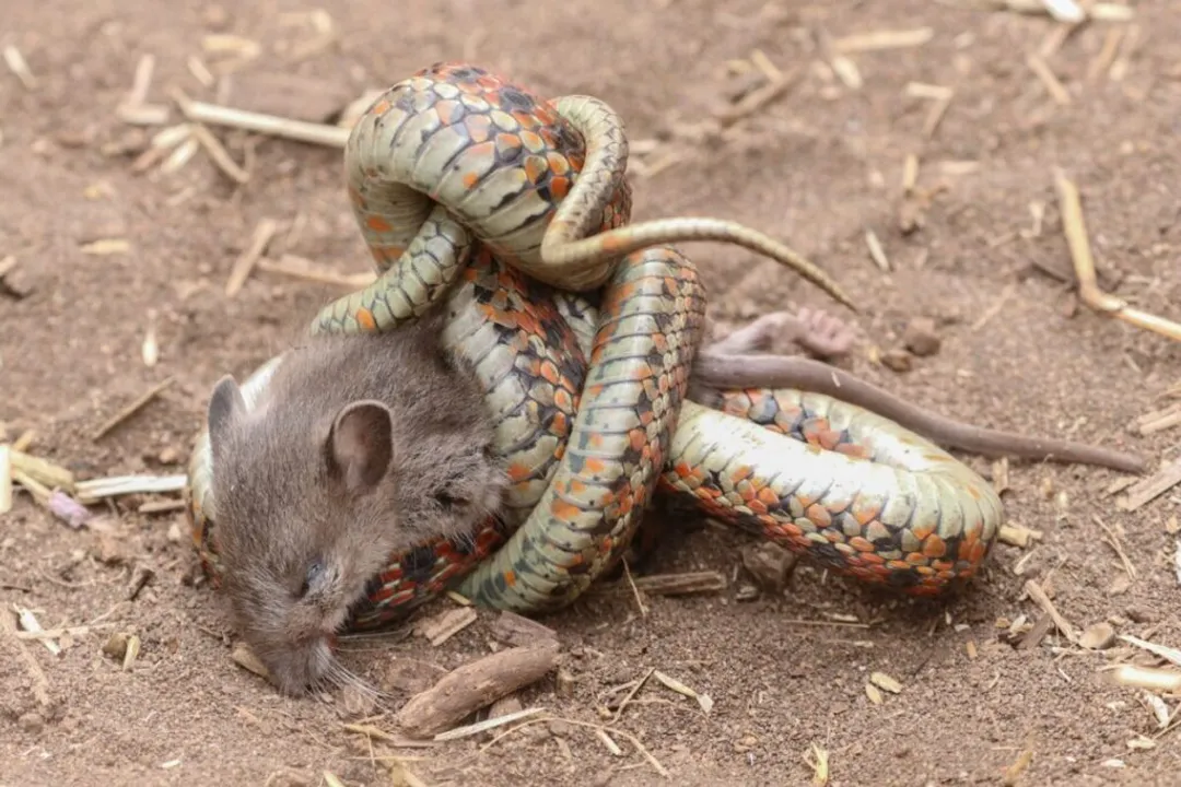 Woodrat Facts, Hoarding Instinct