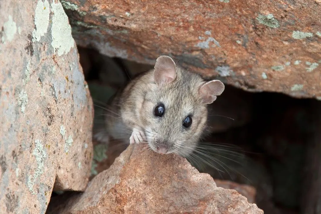 Woodrat Facts, Rodent Grouping
