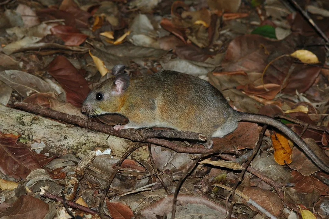 Woodrat Physical Characteristics, Pelage and Coloration