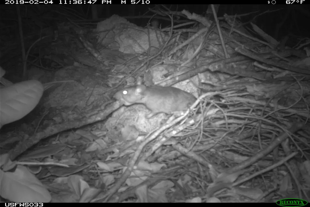 Woodrat Physical Characteristics, General Body Build