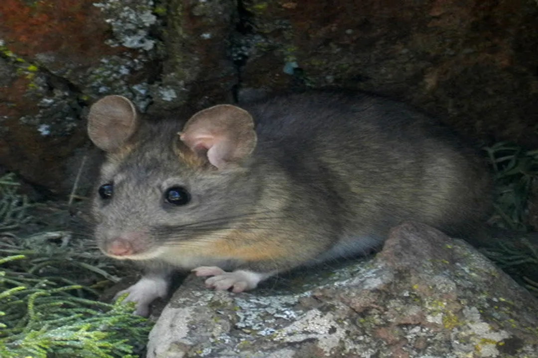 Woodrat Scientific Classification, Phylum Chordata