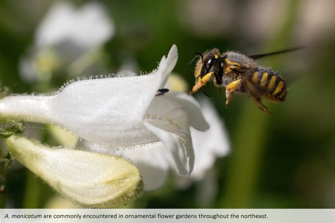 Wool Carder Bee Diet, Favorite Flora