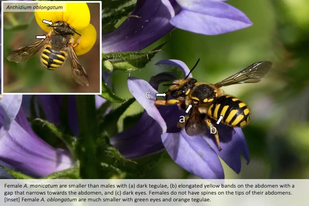 Wool Carder Bee Diet, Nectar Pollen