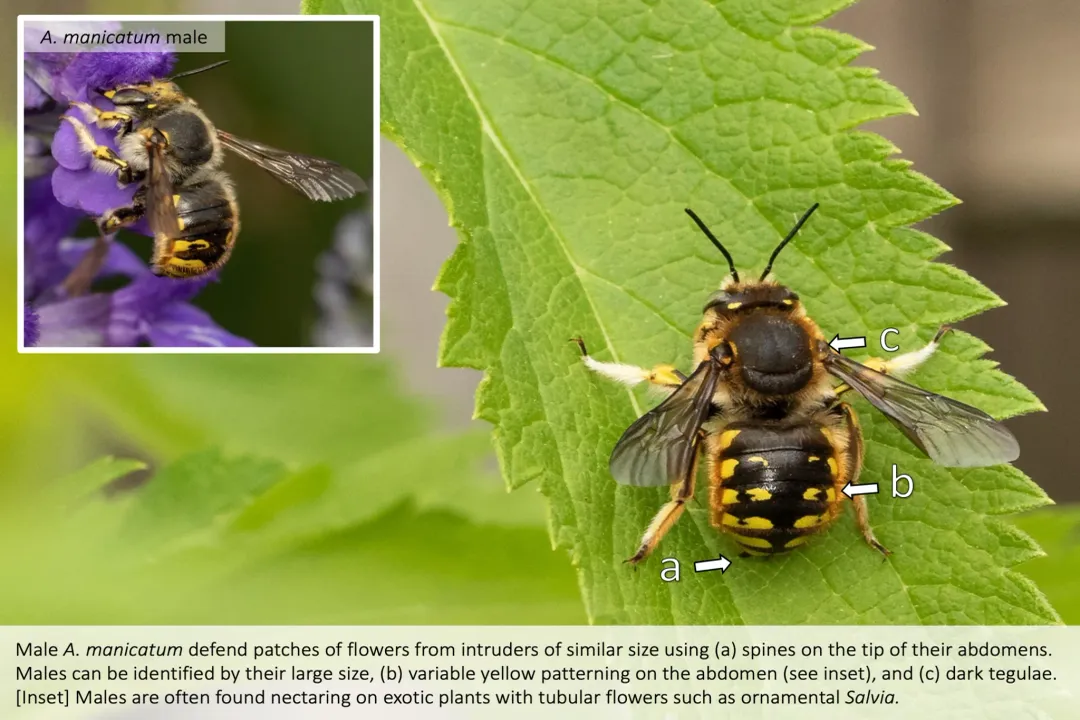 Wool Carder Bee Diet, Beyond Food