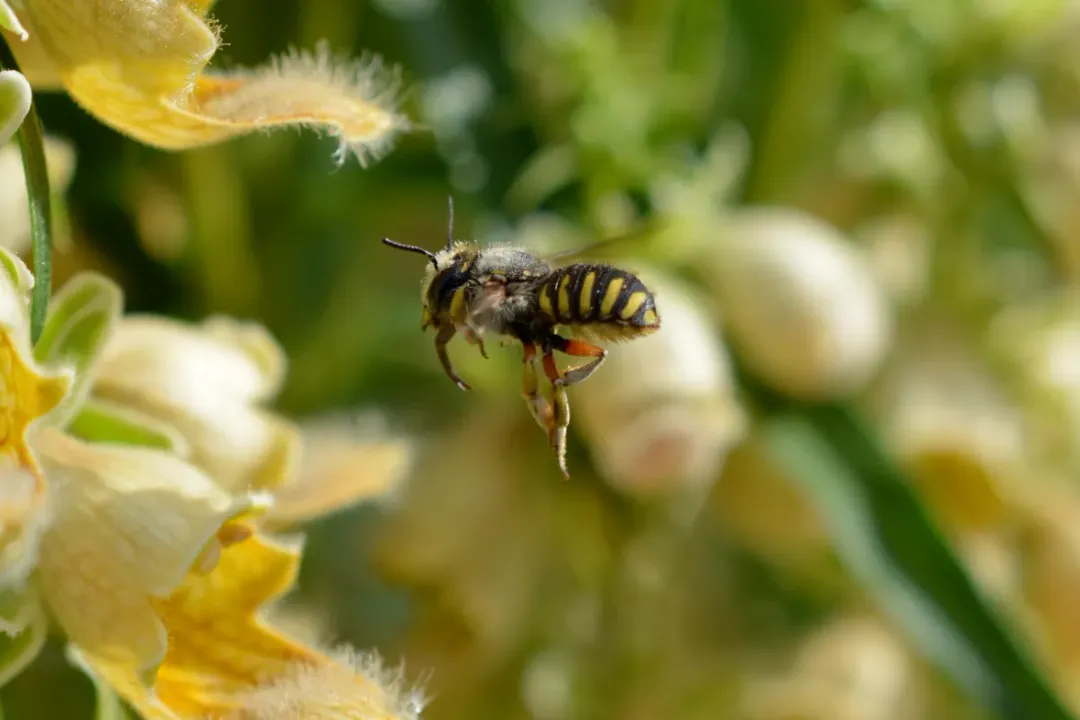 Wool Carder Bee Evolution, Appearance Distinctive
