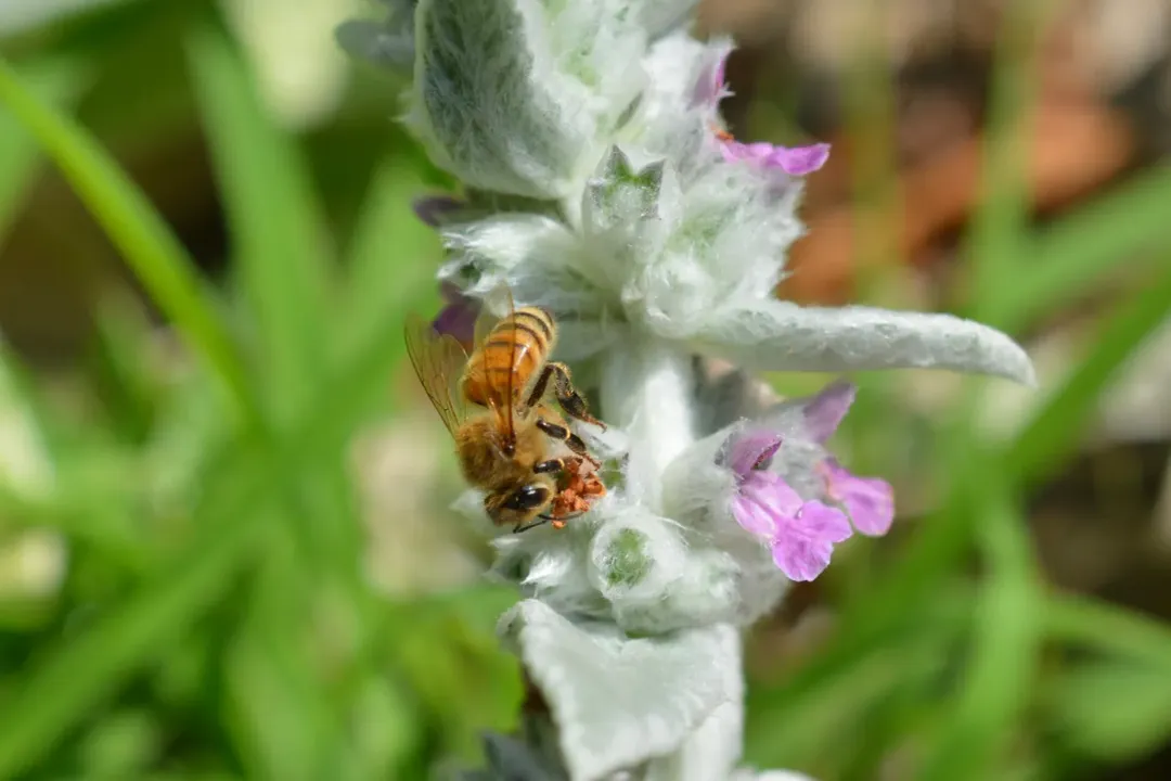 Wool Carder Bee Evolution, Nest Building