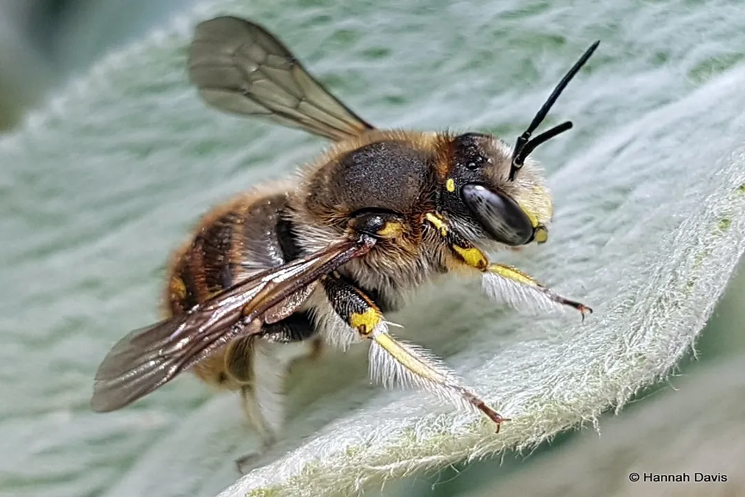 Wool Carder Bee Facts, Identifying Features