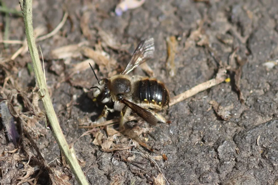 Wool Carder Bee Physical Characteristics, Pollen Structures