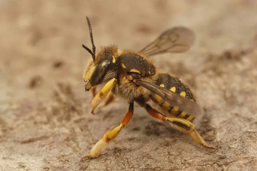 Wool Carder Bee Physical Characteristics