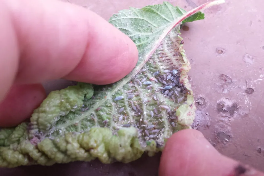 Woolly Aphids Diet, Elm Feeder Diet